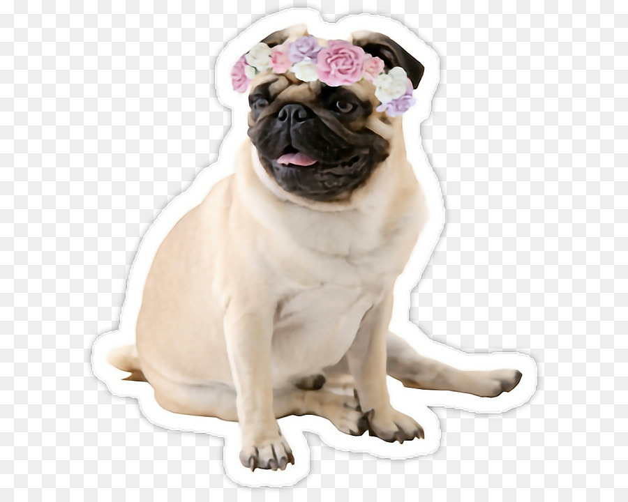 Puggle Puppy Bulldog Beagle - puppy png download - 662*710 - Free Transparent Pug png Download.