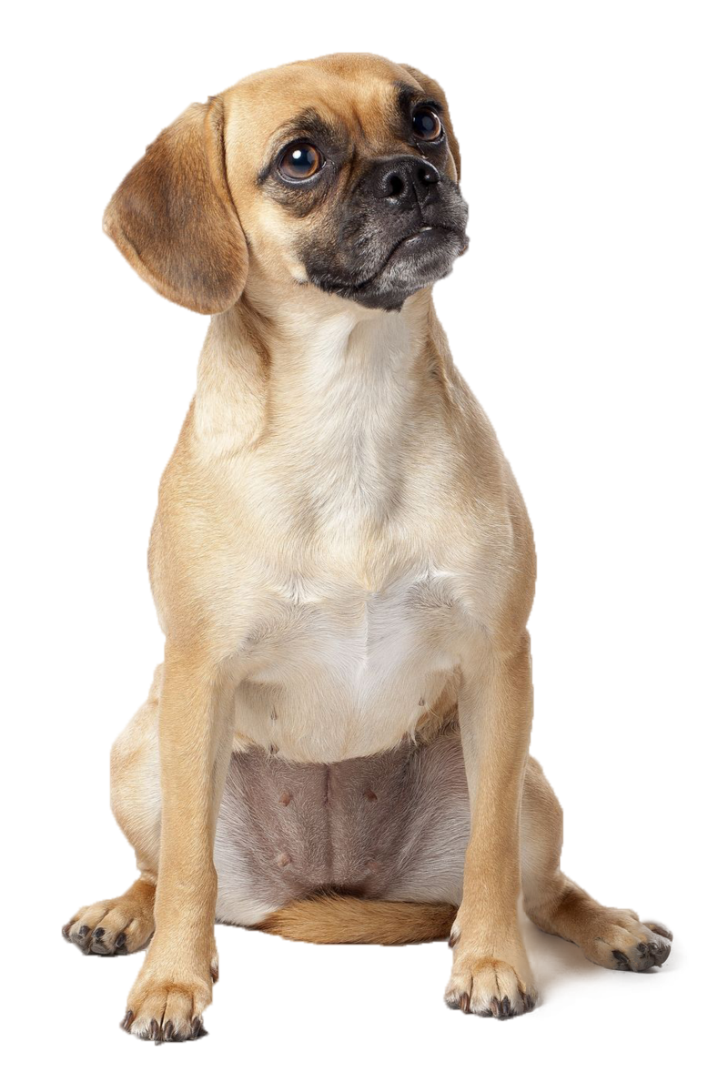 Puggle Puppy Dog breed Beagle - puppy png download - 778*1200 - Free