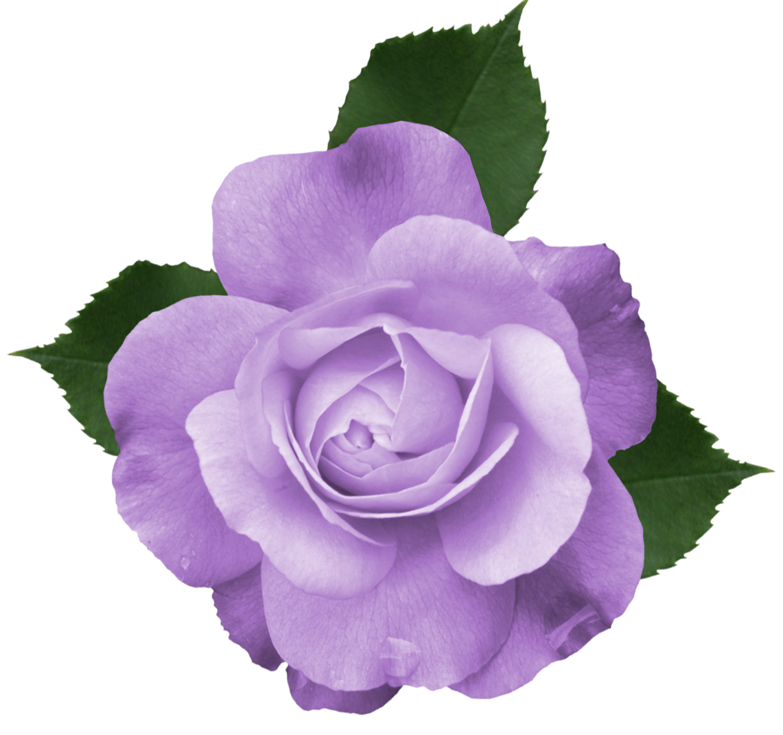 Rose Purple Clip art - Beautiful Transparent Lilac Rose PNG Picture png