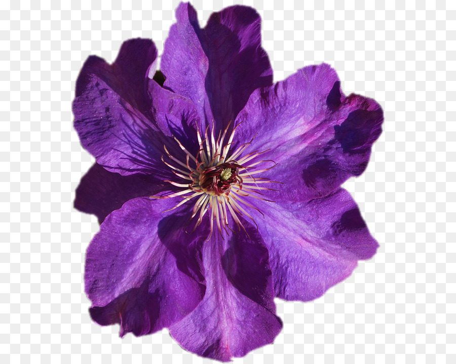 Leather flower Violet Image Purple Portable Network Graphics - violet png download - 622*720 - Free Transparent Leather Flower png Download.
