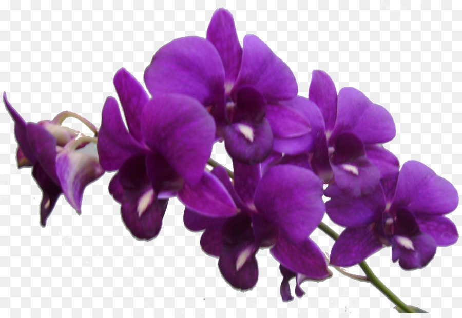 Flower Purple Violet Clip art - Purple Flower Frame Png Res Purple Flowers Png By png download - 1023*694 - Free Transparent Flower png Download.