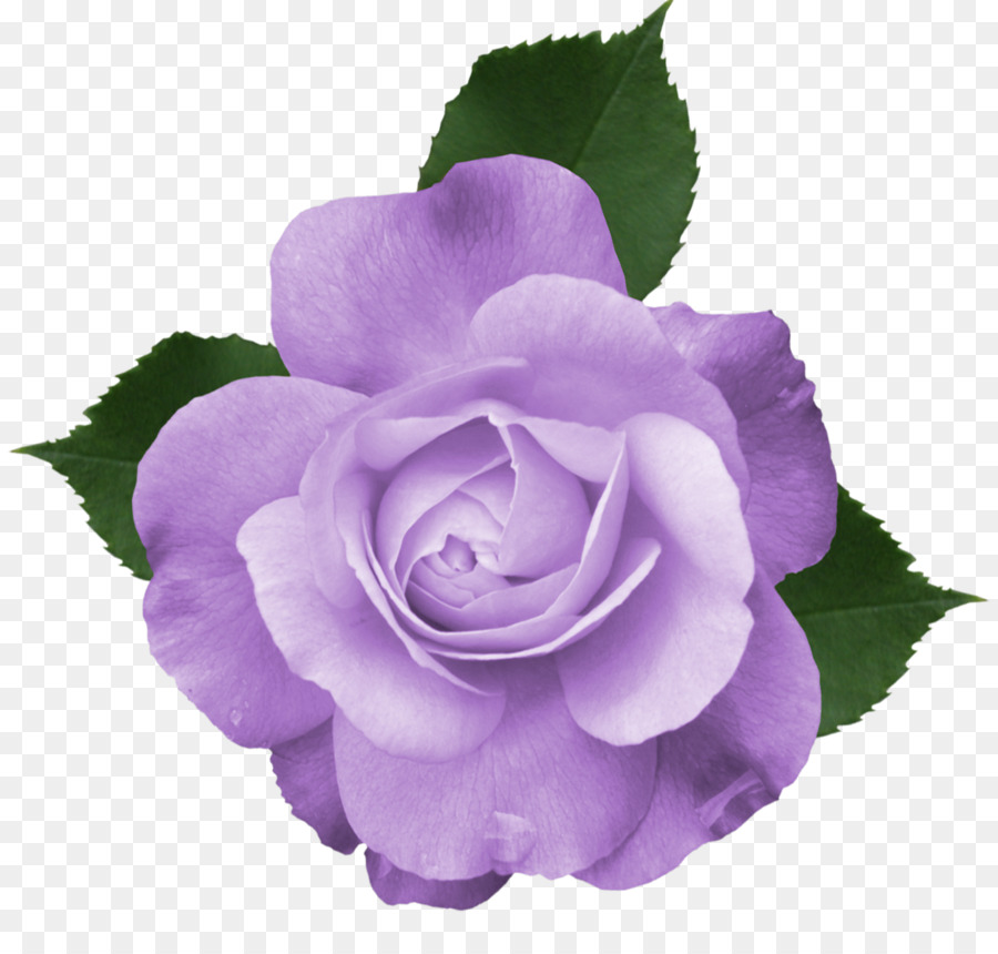 Rose Flower Purple Clip art - gladiolus png download - 1141*1070 - Free Transparent Rose png Download.