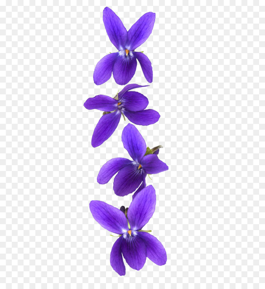 Customer Violet Stock photography - Violet flower png download - 666*1000 - Free Transparent  Light png Download.
