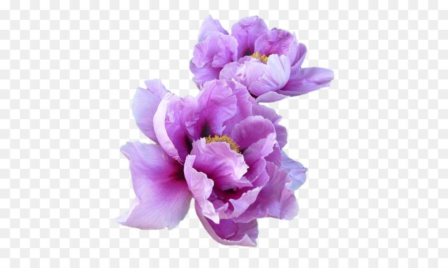 T-shirt Paper Lavender Flower Peony - peonies png download - 500*529 - Free Transparent Tshirt png Download.