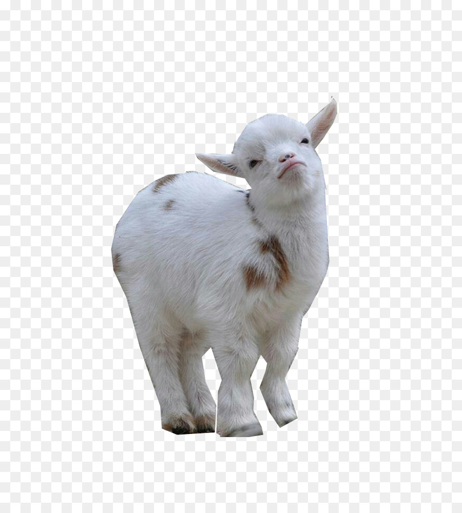 Nigerian Dwarf goat Sheep American Lamancha goat Pygmy goat Cattle - Dwarf png download - 650*984 - Free Transparent Nigerian Dwarf Goat png Download.