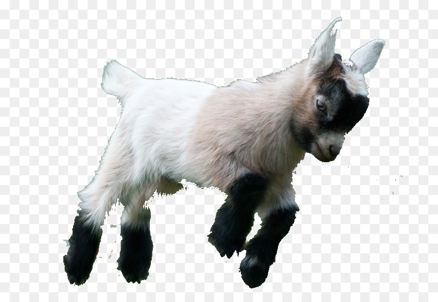 Goat Simulator Boer goat Fainting goat American Lamancha goat Pygmy goat - goat png download - 763*615 - Free Transparent Goat Simulator png Download.