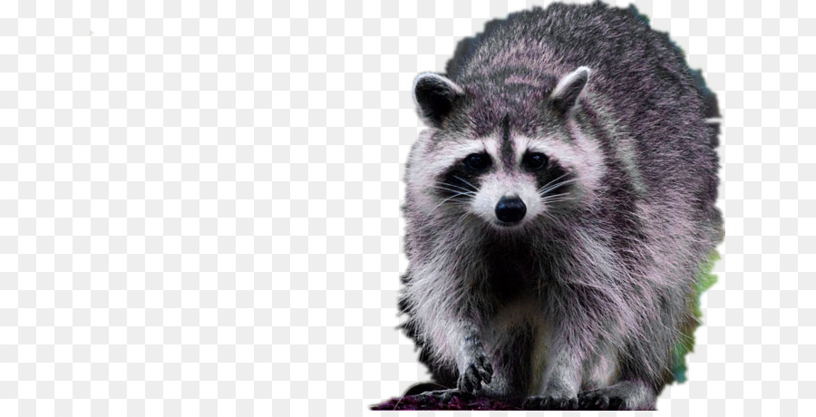 Raccoon Dog Viverridae Fur - Furry Raccoon png download - 701*453 - Free Transparent Raccoon png Download.