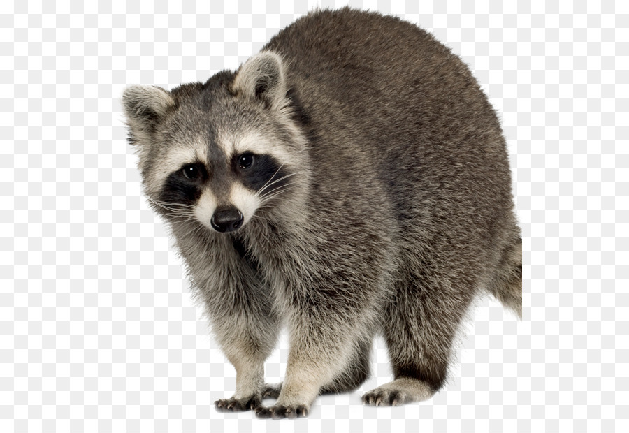 Raccoon Squirrel Feral cat Rodent - raccoon png download - 594*609 - Free Transparent Raccoon png Download.