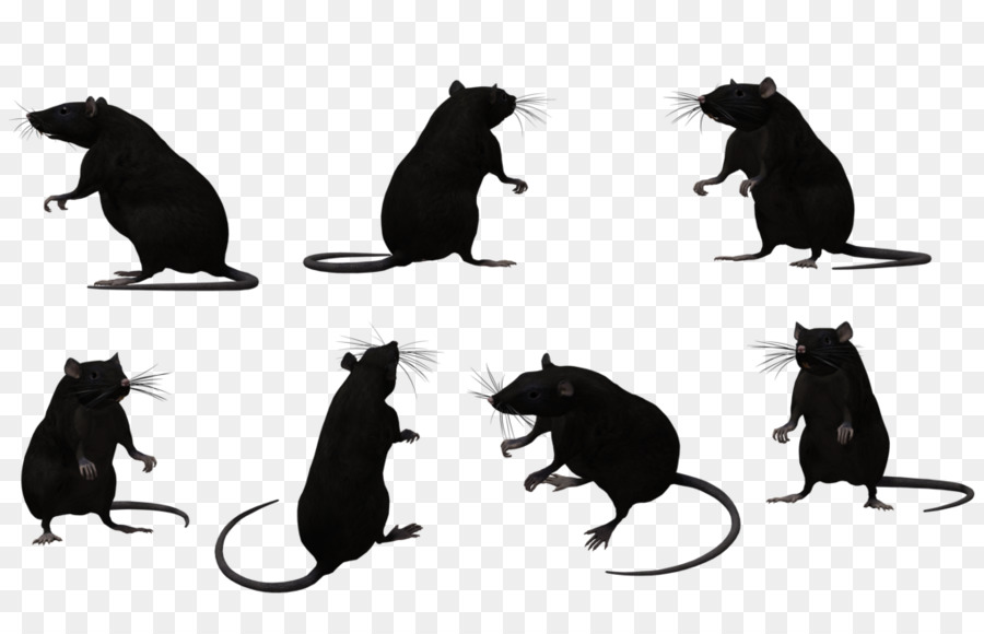 Black rat Animal Muroidea Silhouette - rat png download - 1024*645 - Free Transparent Black Rat png Download.