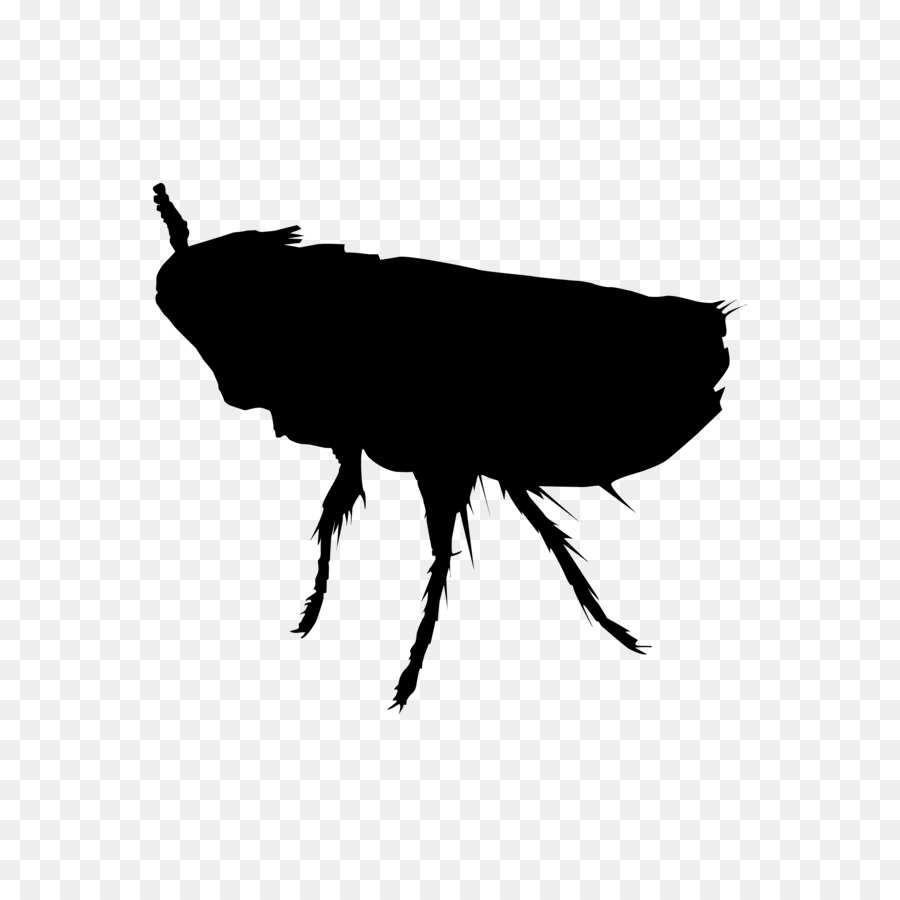 Perth Insect Rat Cockroach Pest - flea png download - 4474*4459 - Free Transparent Perth png Download.