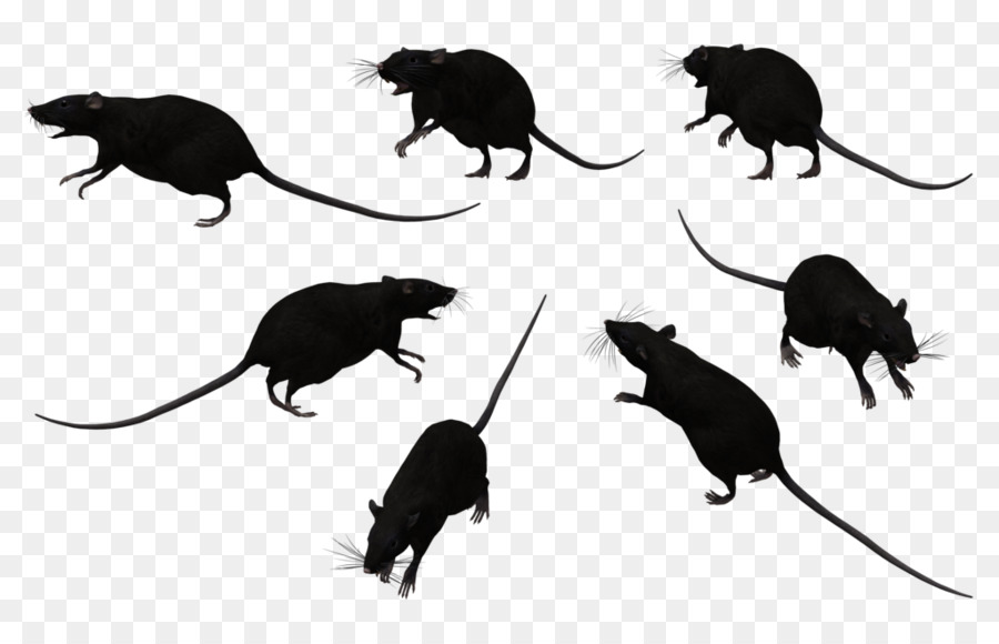 Black rat Bonthain rat Laboratory rat Mouse Clip art - Rat Cliparts png download - 1024*645 - Free Transparent Black Rat png Download.