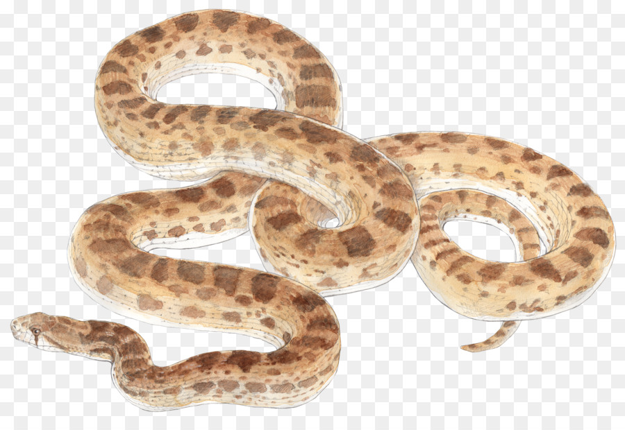 Rattlesnake Bullsnake Reptile Vipers - snakes png download - 2100*1440 - Free Transparent Snake png Download.