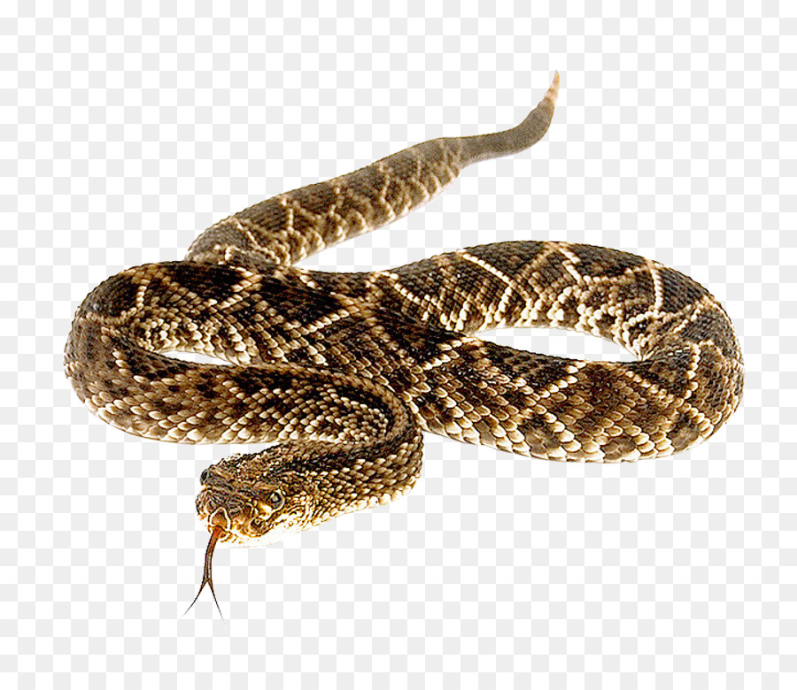 Eastern diamondback rattlesnake - Snake png download - 900*775 - Free Transparent Snake png Download.