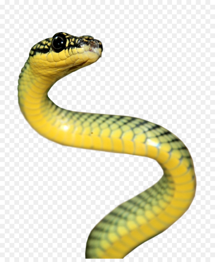 Rattlesnake Reptile Vipers Elapidae - anaconda png download - 800*1086 - Free Transparent Snake png Download.