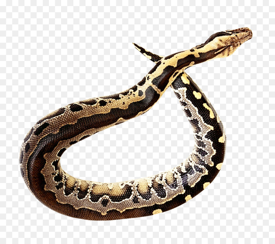Rattlesnake Clip art - Snake png download - 1000*880 - Free Transparent Snake png Download.