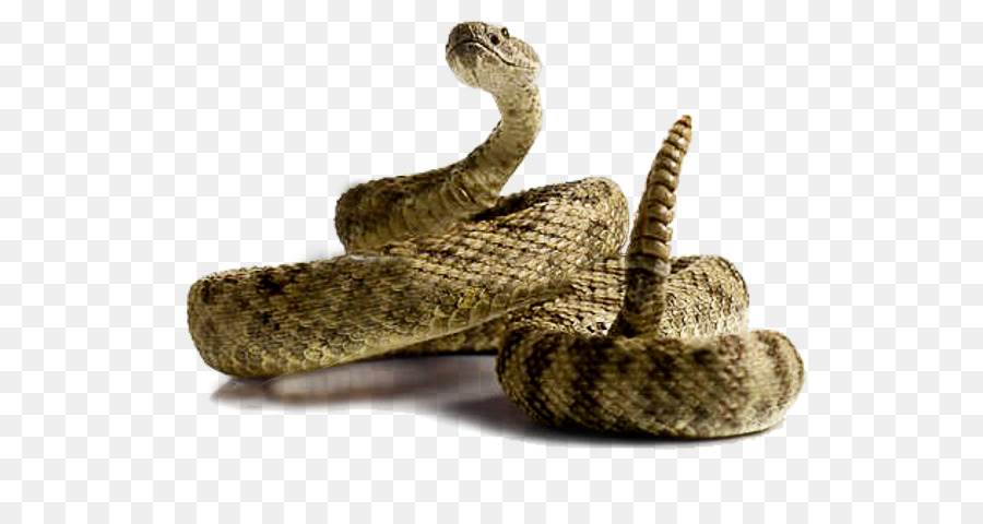 Rattlesnake Clip art - snale png download - 600*466 - Free Transparent Snake png Download.