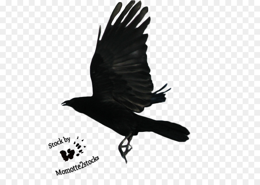Drawing Clip art - Raven Flying PNG Transparent Image png download - 595*627 - Free Transparent Common Raven png Download.