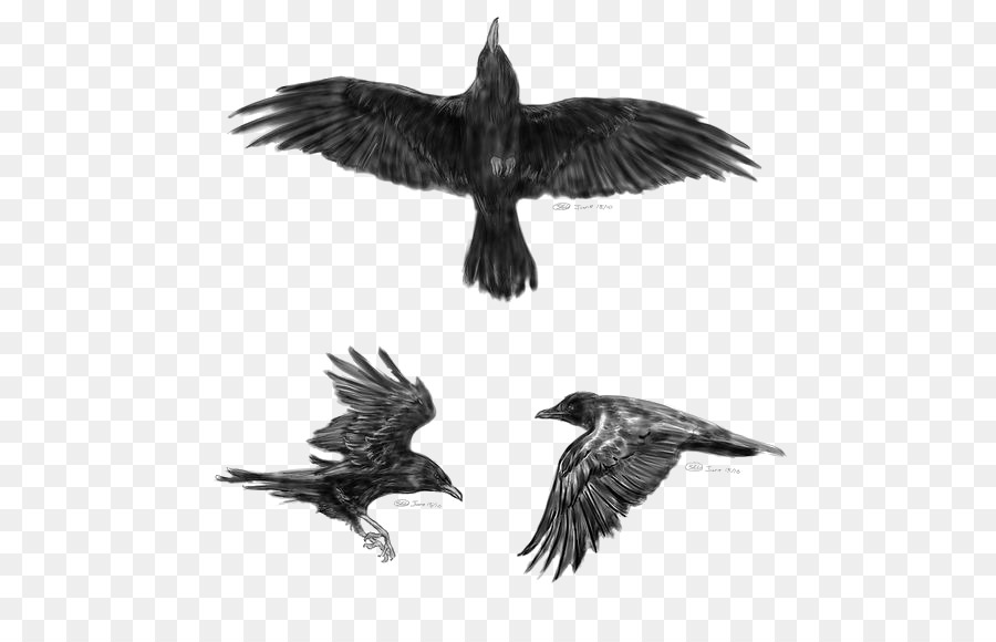 Common raven Flight Tattoo Idea Little crow - crow png download - 564*564 - Free Transparent Common Raven png Download.