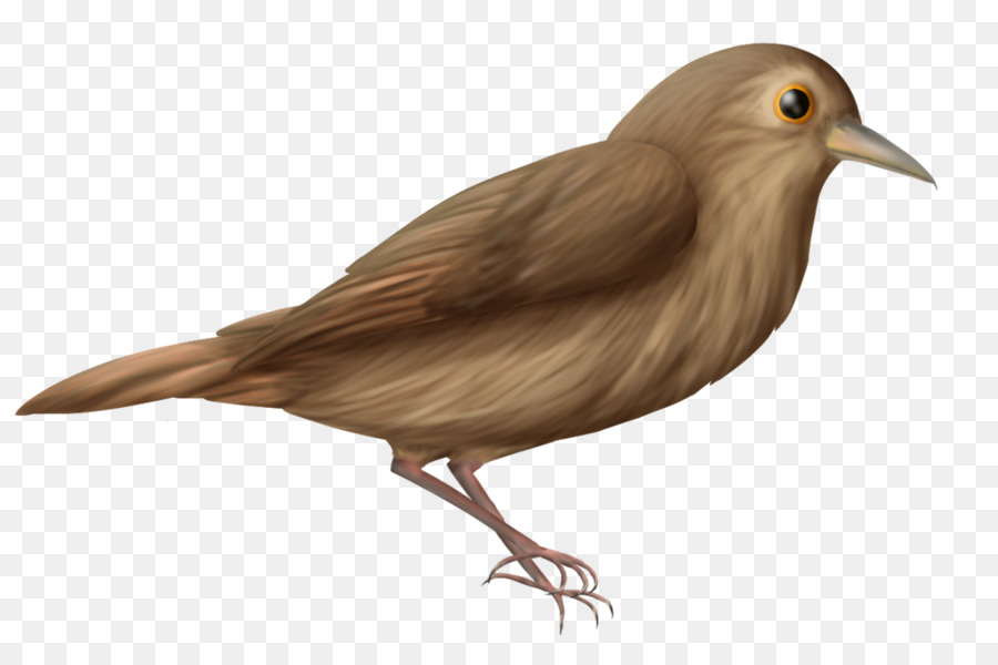Common nightingale Clip art Portable Network Graphics Image Bird - bird png download - 1024*665 - Free Transparent Common Nightingale png Download.