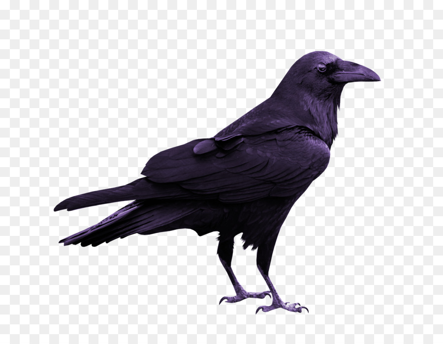Rook Common raven Silhouette - Silhouette png download - 800*700 - Free Transparent Rook png Download.