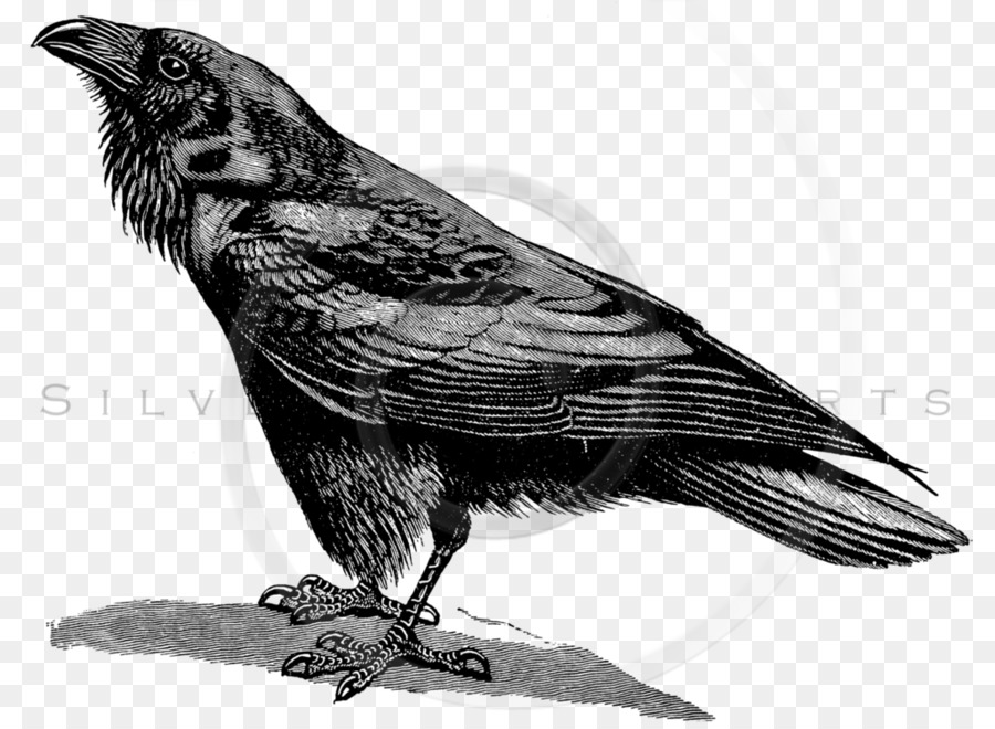 American crow Common raven Drawing - Carleton Ravens png download - 1024*750 - Free Transparent American Crow png Download.