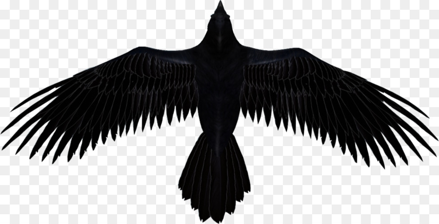 Common raven Baltimore Ravens The Raven Clip art - Some Interesting Facts About Raven png download - 1024*523 - Free Transparent Common Raven png Download.