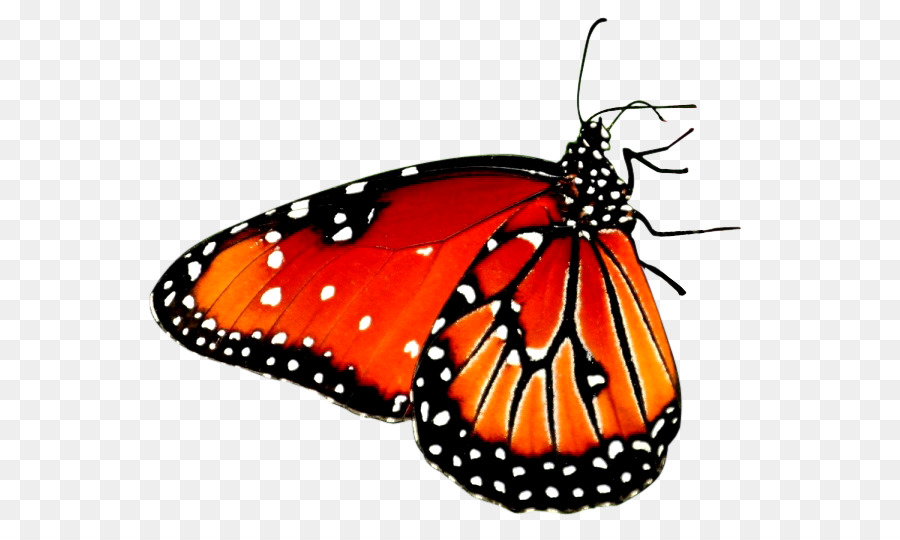 Beautiful Butterfly Desktop Wallpaper High-definition video Android - red butterfly png download - 636*538 - Free Transparent Butterfly png Download.