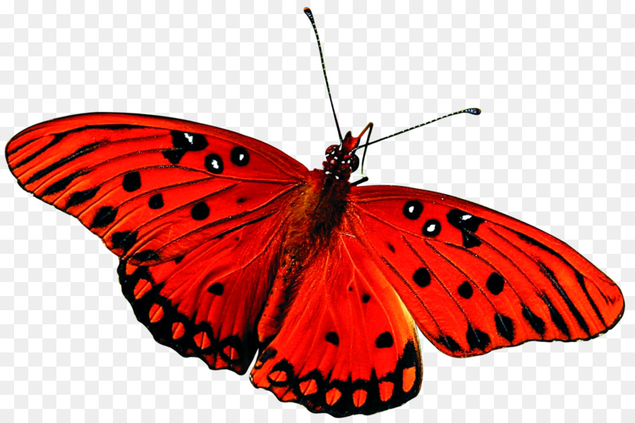 Butterfly Insect Desktop Wallpaper Red - butterfly png download - 1200*799 - Free Transparent Butterfly png Download.