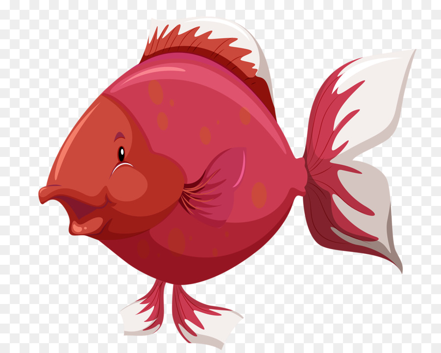 Fish anatomy Clip art - Red fish png download - 800*714 - Free Transparent Fish png Download.
