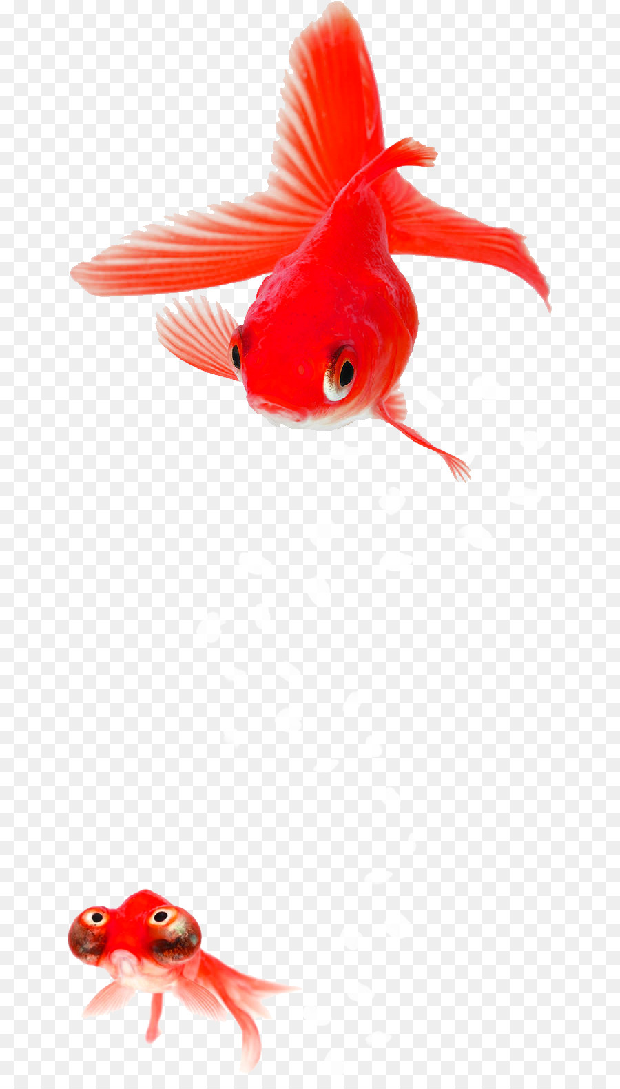 Fantail Auratus Fish Post Cards Crucian carps - acronym silhouette png download - 706*1566 - Free Transparent Fantail png Download.