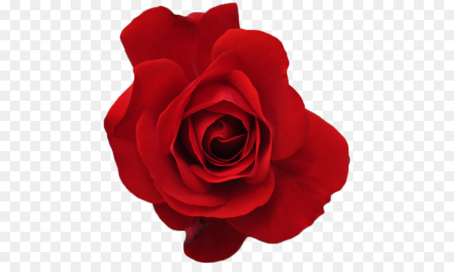 Rose Red Flower - fresh bloom png download - 500*528 - Free Transparent Rose png Download.