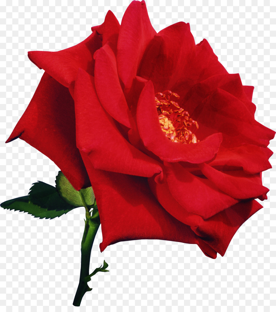 Rose Red Flower Pink White - rose png download - 2515*2800 - Free Transparent Rose png Download.