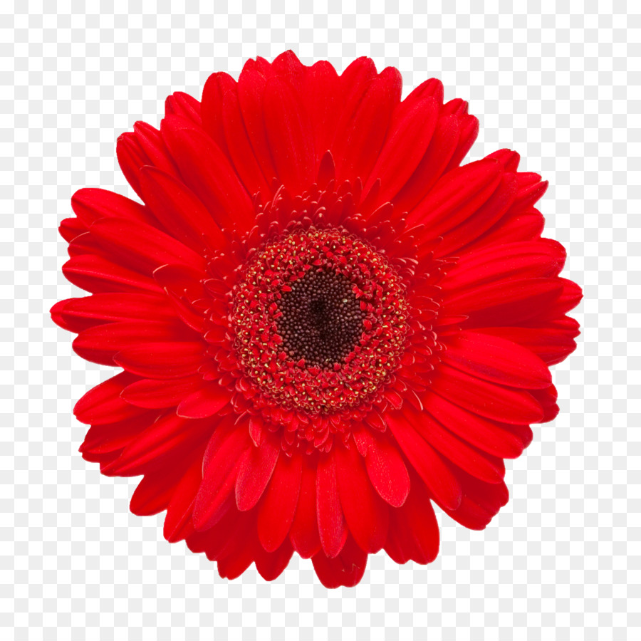 Gerbera jamesonii Red Flower Stock photography Daisy family - Beautiful floral pattern material png download - 2500*2500 - Free Transparent Gerbera Jamesonii png Download.