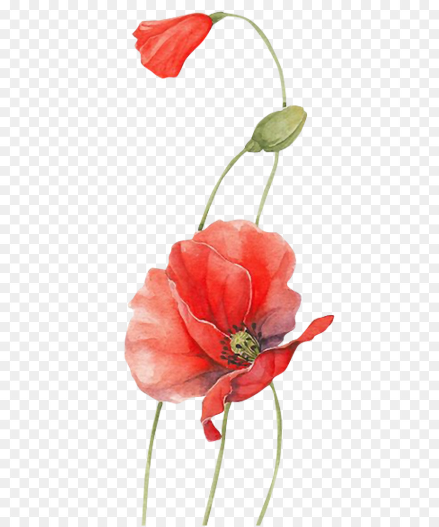 Poppy Watercolour Flowers Red - flower png download - 850*1080 - Free Transparent Poppy png Download.