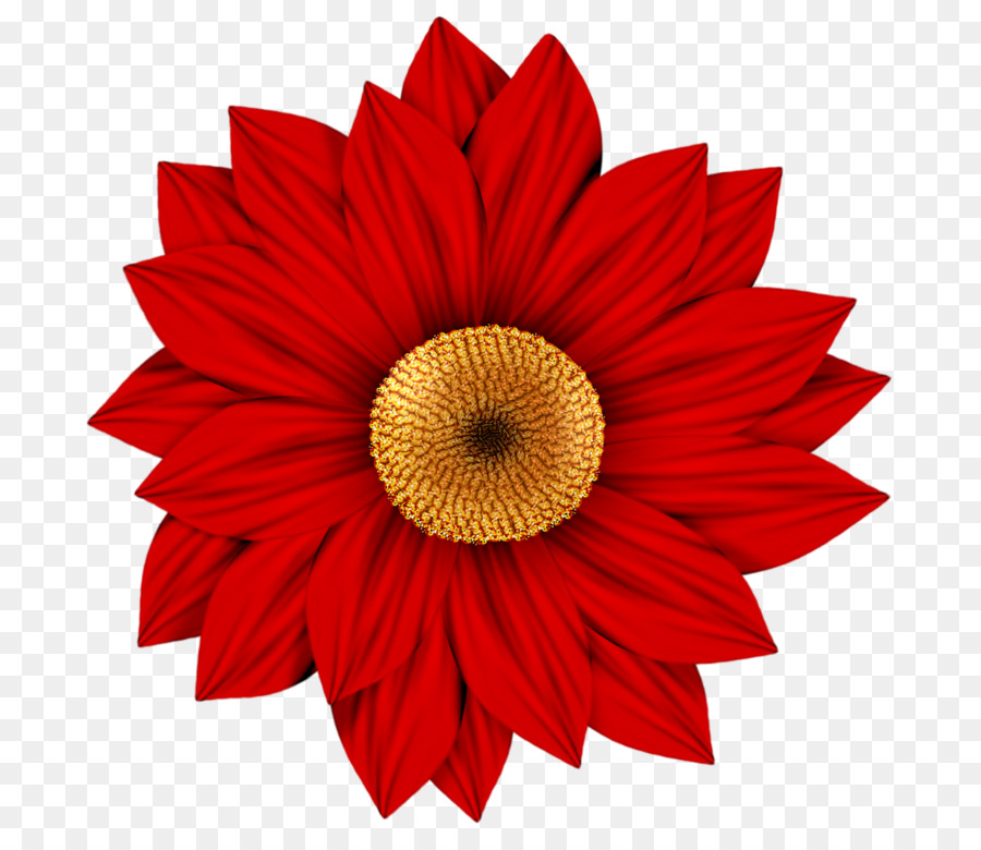 Flower Transvaal daisy Drawing Clip art - Red sunflower png download - 800*779 - Free Transparent Flower png Download.