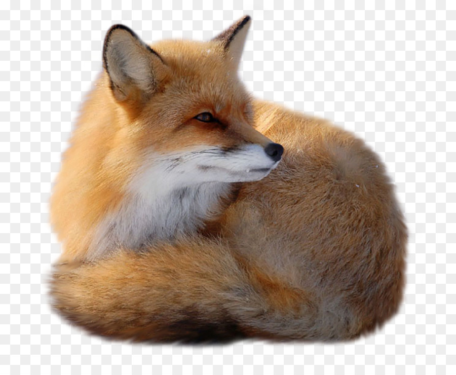 Red fox Clip art - zorro png download - 800*725 - Free Transparent RED Fox png Download.