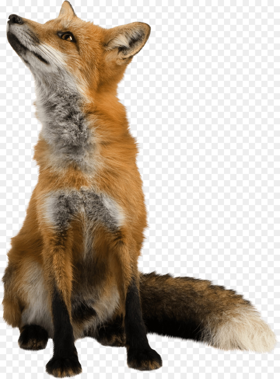 Red fox Clip art - Wild fox png download - 1973*2674 - Free Transparent RED Fox png Download.