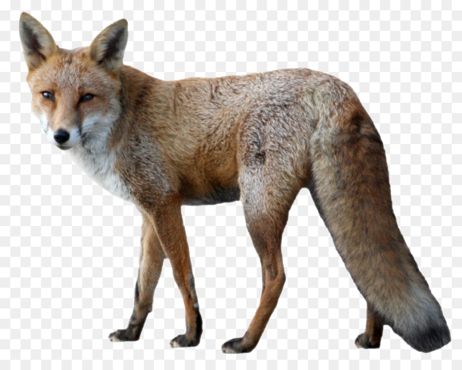 Red fox Arctic fox - fox png download - 1024*809 - Free Transparent RED Fox png Download.