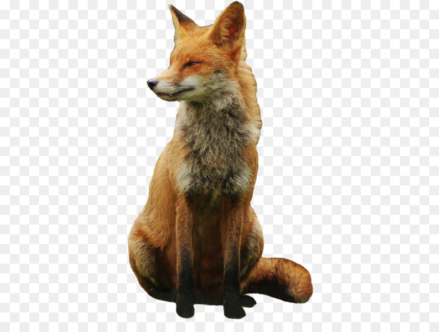 Red fox Arctic fox - animal food png download - 411*662 - Free Transparent RED Fox png Download.