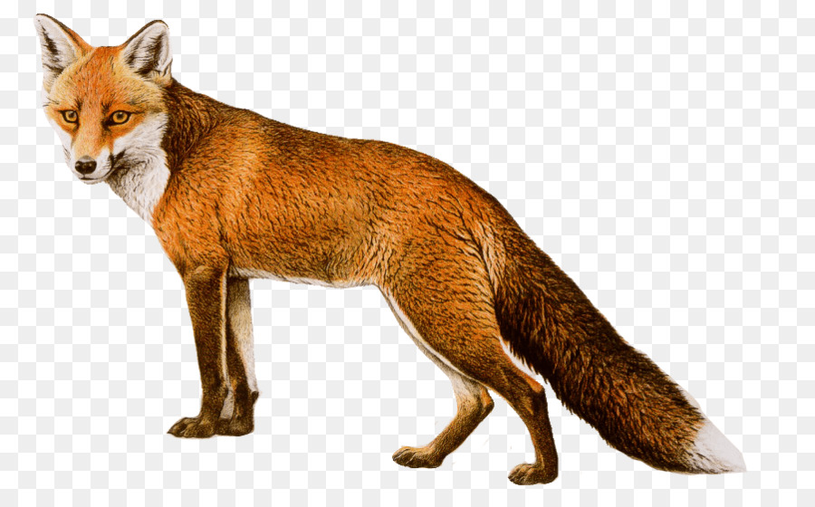 Red fox Arctic fox - arctic fox png download - 902*557 - Free Transparent RED Fox png Download.