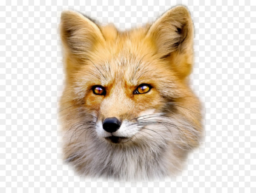 Red fox Dog Fur - Fox PNG png download - 550*661 - Free Transparent RED Fox png Download.