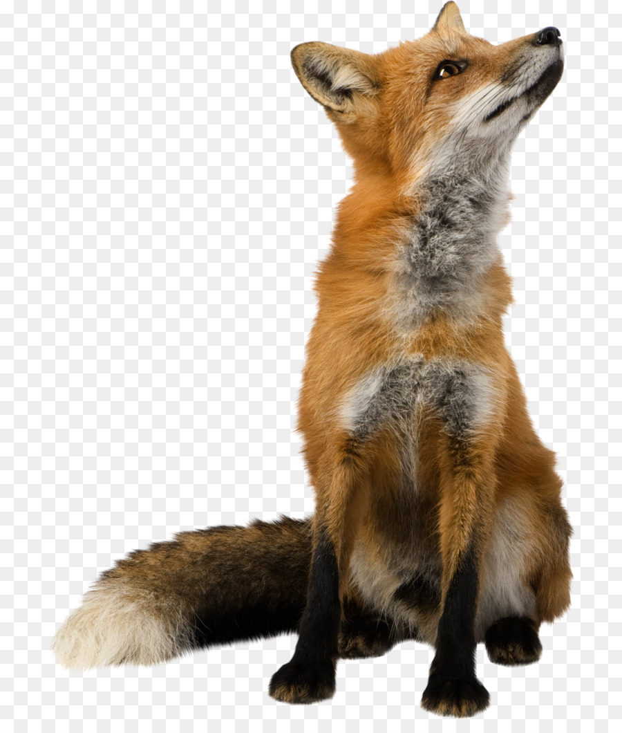 Red fox Clip art - cute fox png download - 768*1041 - Free Transparent RED Fox png Download.