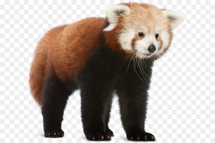 Red panda Giant panda Bear Cat Shutterstock - bear png download - 676*600 - Free Transparent Red Panda png Download.