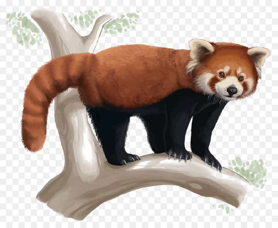 Red panda Giant panda Drawing Cuteness - Vector Red Panda png download - 1500*1218 - Free Transparent Red Panda png Download.