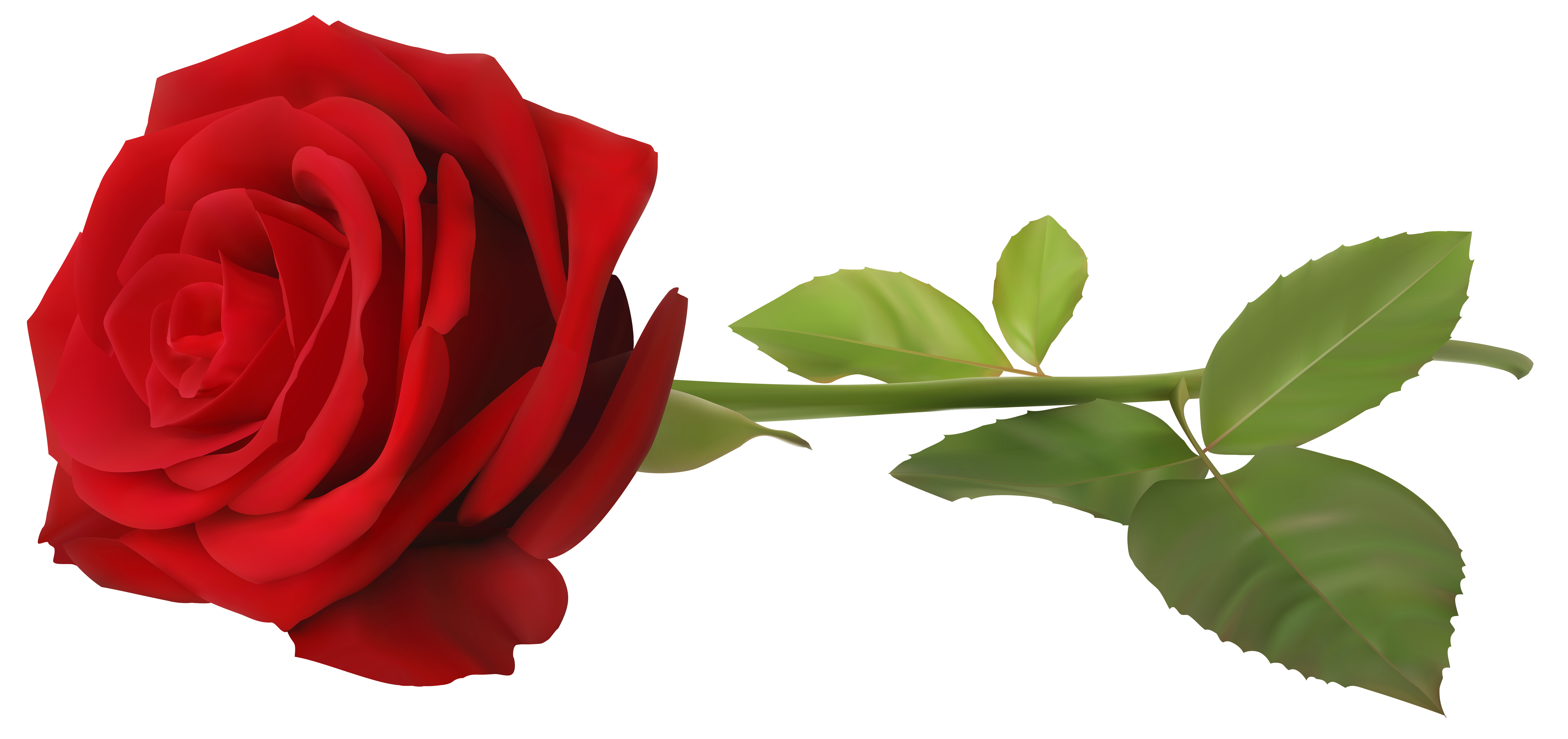 Wallpaper - Red Rose with Stem Transparent PNG Clip Art Image png