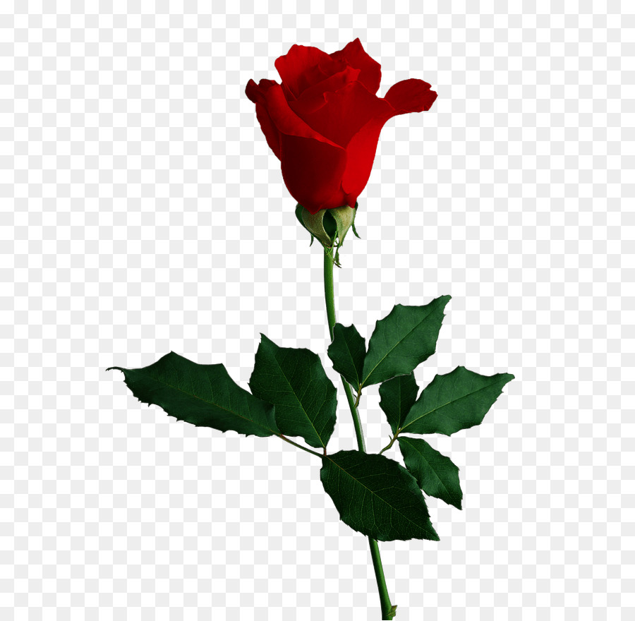 Flower Rose Clip art - red rose png download - 624*879 - Free Transparent Flower png Download.
