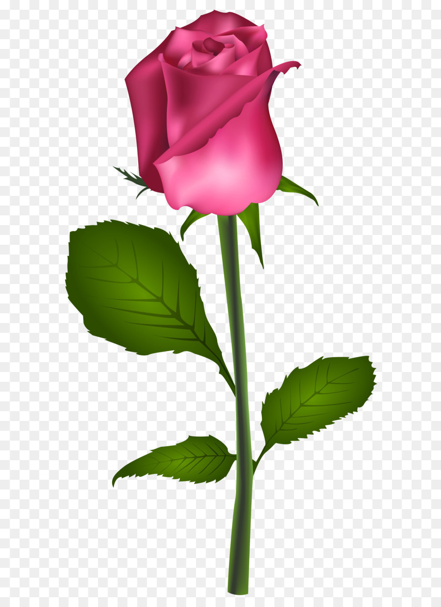 Rose Red Flower Clip art - Pink Rose Transparent Clip Art Image png download - 4241*8000 - Free Transparent Rose png Download.
