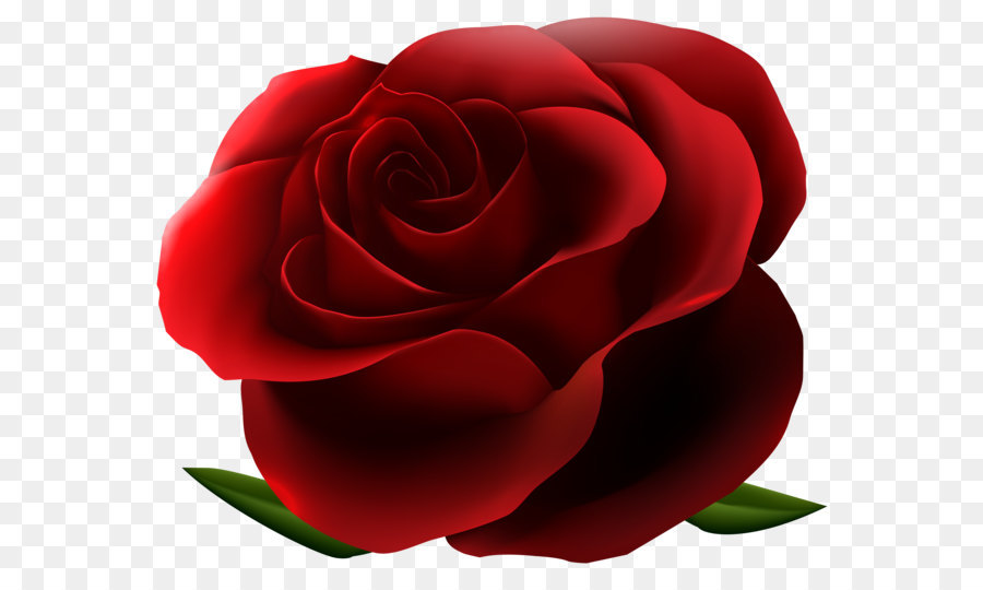 Image file formats Lossless compression - Red Rose Transparent PNG Image png download - 6486*5375 - Free Transparent Rose png Download.