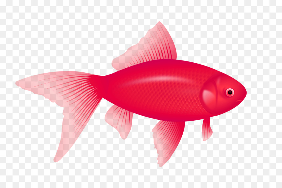 Redfish Clip art - fish png download - 1969*1307 - Free Transparent Redfish png Download.