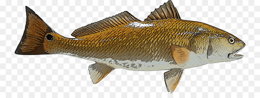 Perch Redfish Red drum Fishing - red drum png download - 800*325 - Free Transparent Perch png Download.